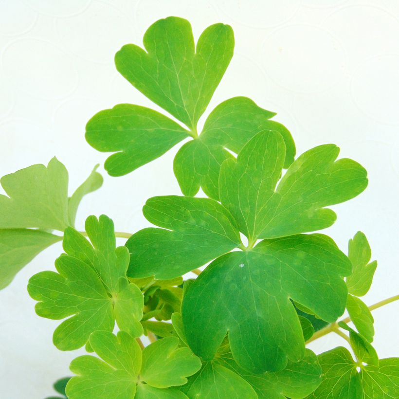 Ancolie Ruby Port - Aquilegia vulgaris (Foliage)