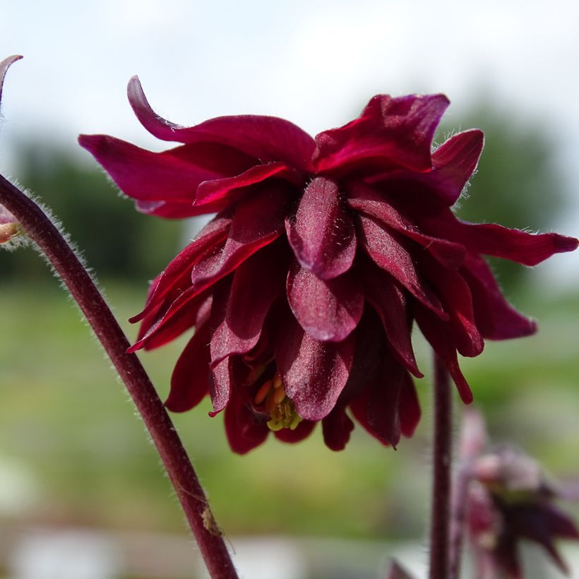 Ancolie Ruby Port - Aquilegia vulgaris (Flowering)