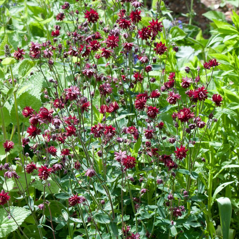 Ancolie Ruby Port - Aquilegia vulgaris (Plant habit)