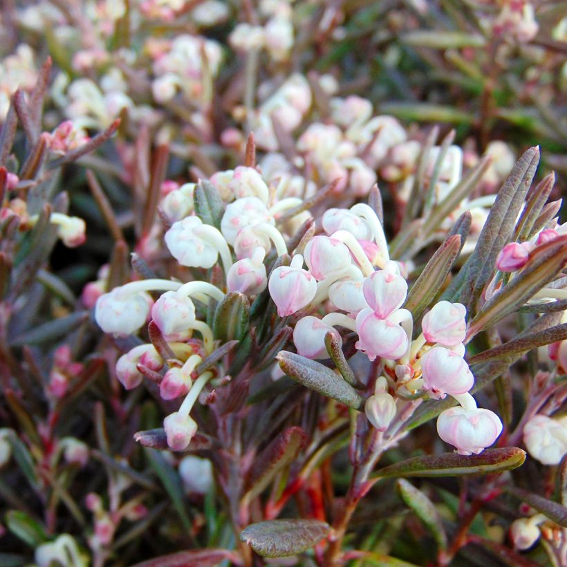 Andromède à feuilles de Polium - Andromeda polifolia Blue Ice (Flowering)