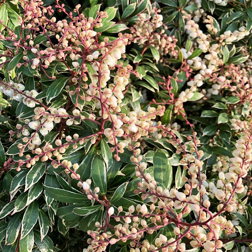 Andromède du Japon - Pieris japonica Little Goldy (Flowering)