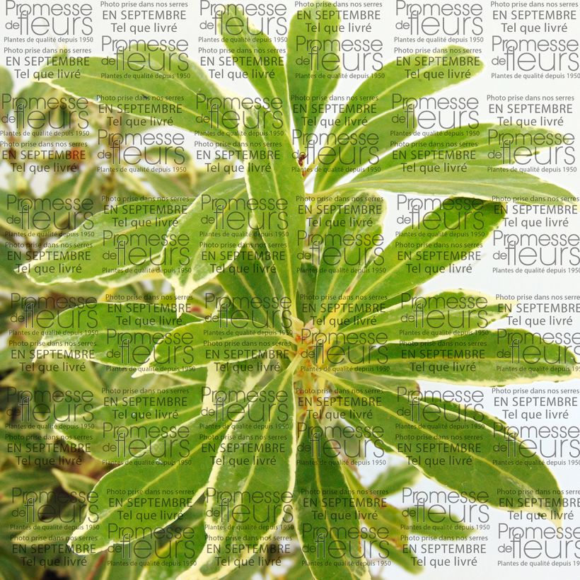 Andromède du Japon - Pieris japonica Ralto Rose (Foliage)