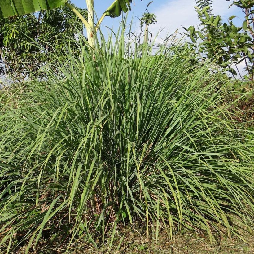 Citronnelle de Madagascar - Cymbopogon citratus en plants (Plant habit)