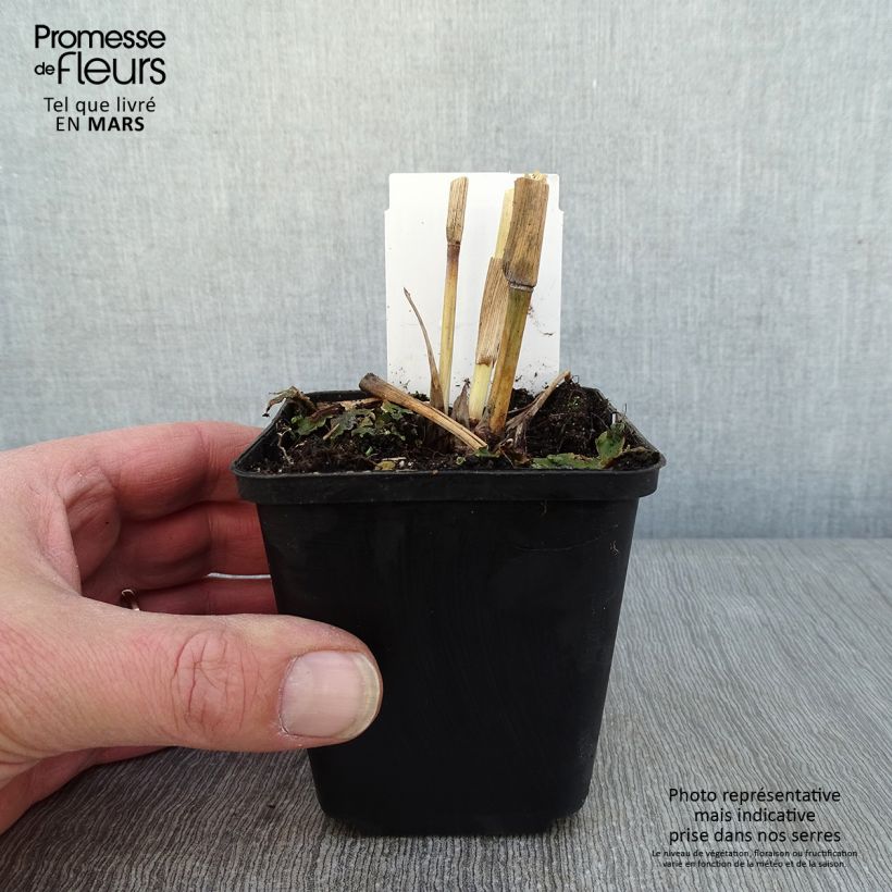 Example of Andropogon gerardii Blackhawks Godet de 8/9 cm as you get in hiver