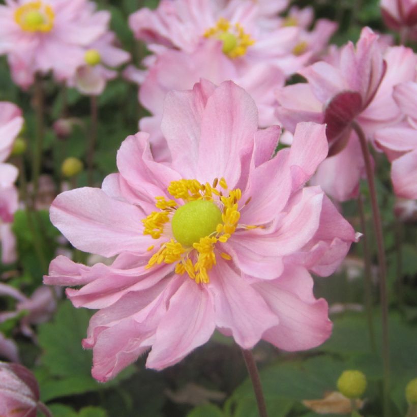 Anémone du Japon Fantasy Pocahontas - Anemone hupehensis var.japonica (Flowering)