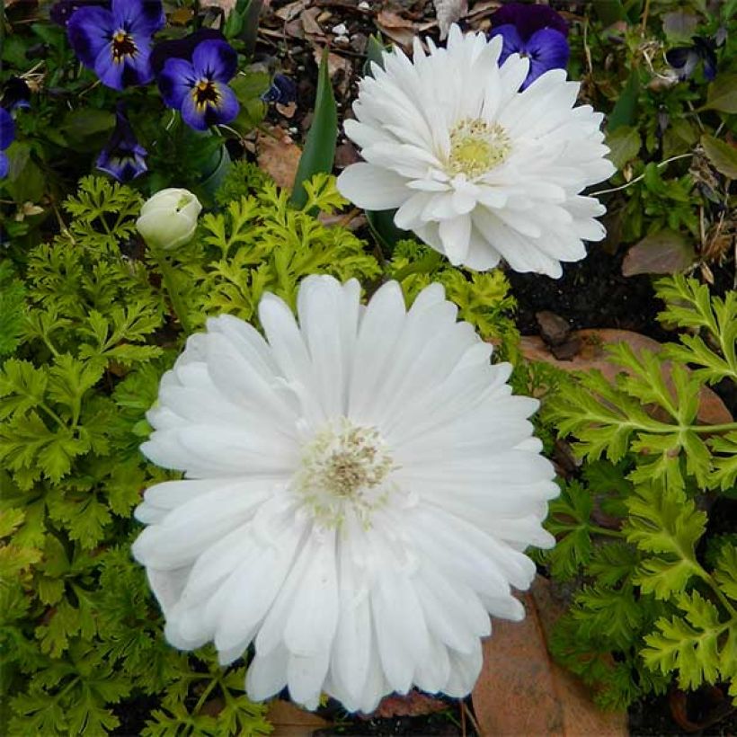 Anemone coronaria Mount Everest - Anémone de Caen (Flowering)
