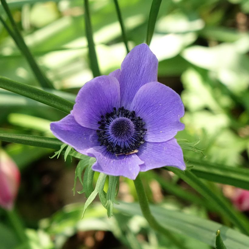 Anemone coronaria Mr Fokker - Anémone de Caen (Flowering)