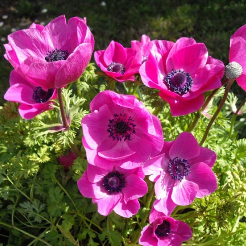 Anemone coronaria Sylphide - Anémone de Caen (Plant habit)