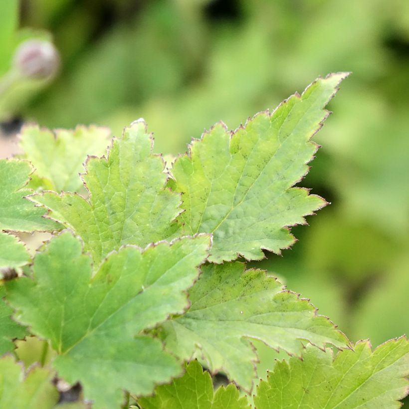 Anémone du Japon Crispa (Lady Gilmour) (Foliage)