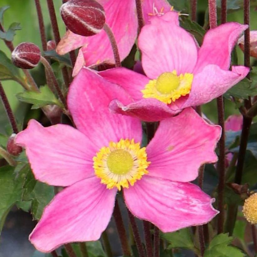 Anémone du Japon hybride Satin Doll Rosé (Flowering)