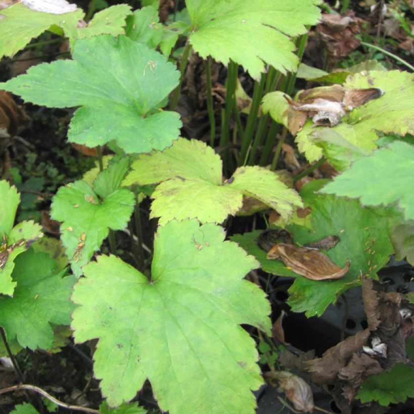 Anémone japonaise Little Princess - Anemone hupehensis japonica (Foliage)