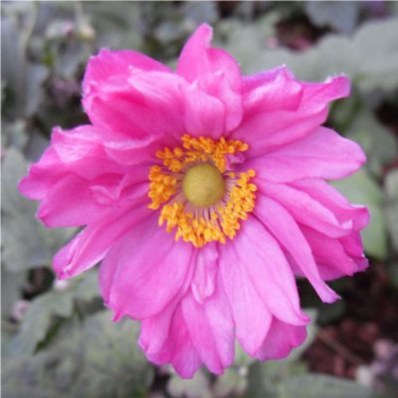 Anémone du Japon Prinz Heinrich - Anemone hupehensis (Flowering)