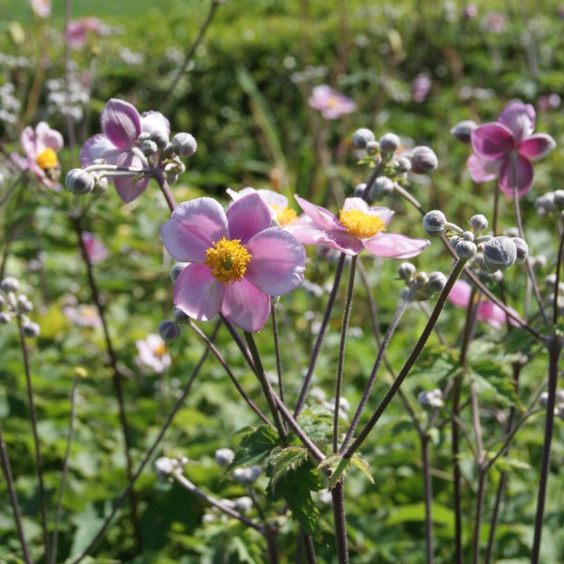 Anémone du Japon Robustissima - Anemone tomentosa (Plant habit)