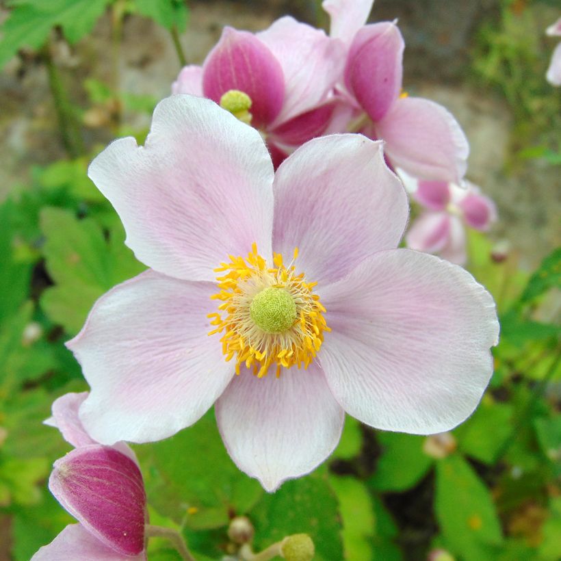 Anémone japonaise September Charm - Anemone hupehensis (Flowering)