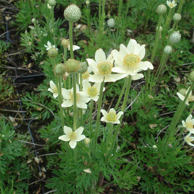 Anémone multifida Major - Anémone multifide (Plant habit)