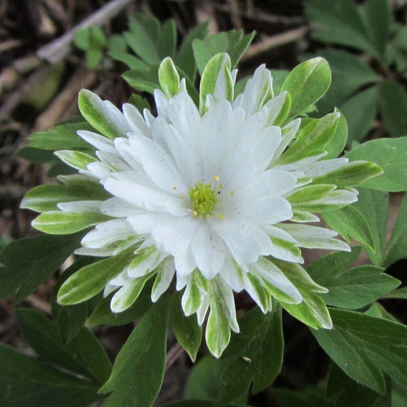 Anemone nemorosa Bracteata Plena - Anémone des bois (Flowering)