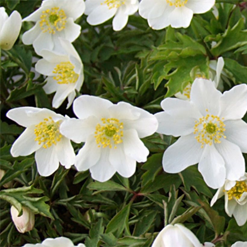Anemone nemorosa Leeds' Variety - Anémone des bois (Flowering)