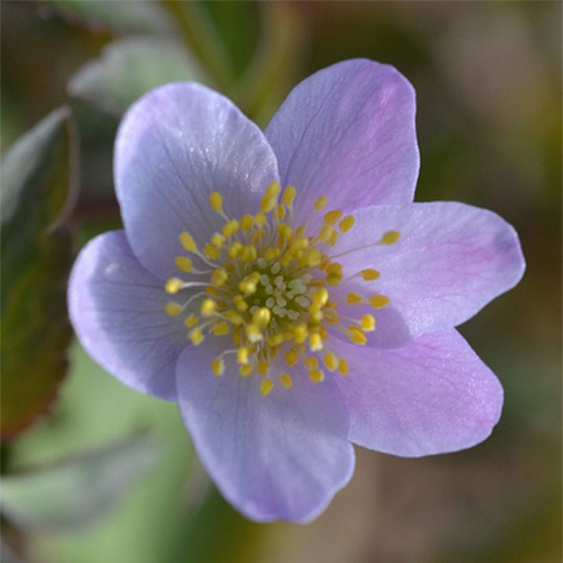 Anemone nemorosa Lucia - Anémone des bois (Flowering)