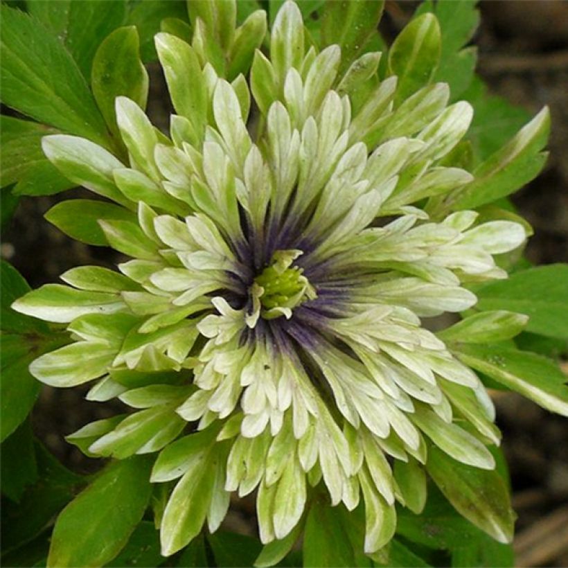 Anemone nemorosa Virescens - Anémone des bois (Flowering)