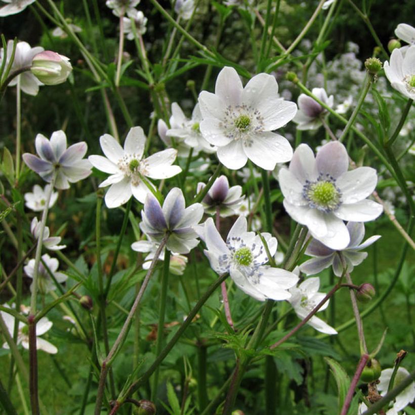 Anémone des rives - Anemone rivularis (Plant habit)