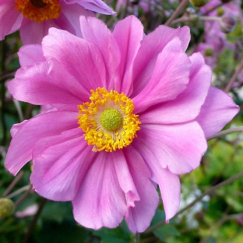 Anémone japonaise Serenade (Flowering)