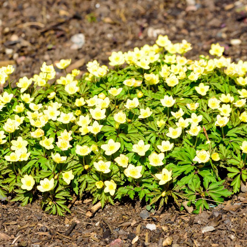 Anemone x lipsiensis - Anémone des bois (Plant habit)