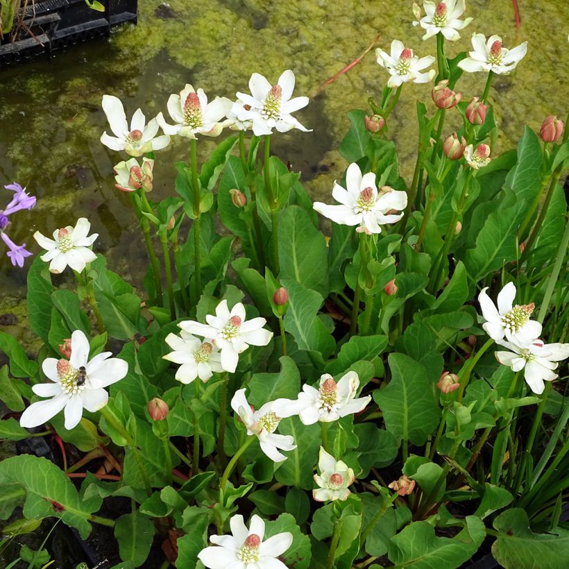 Anemopsis californica - Anémopsis de Californie (Plant habit)