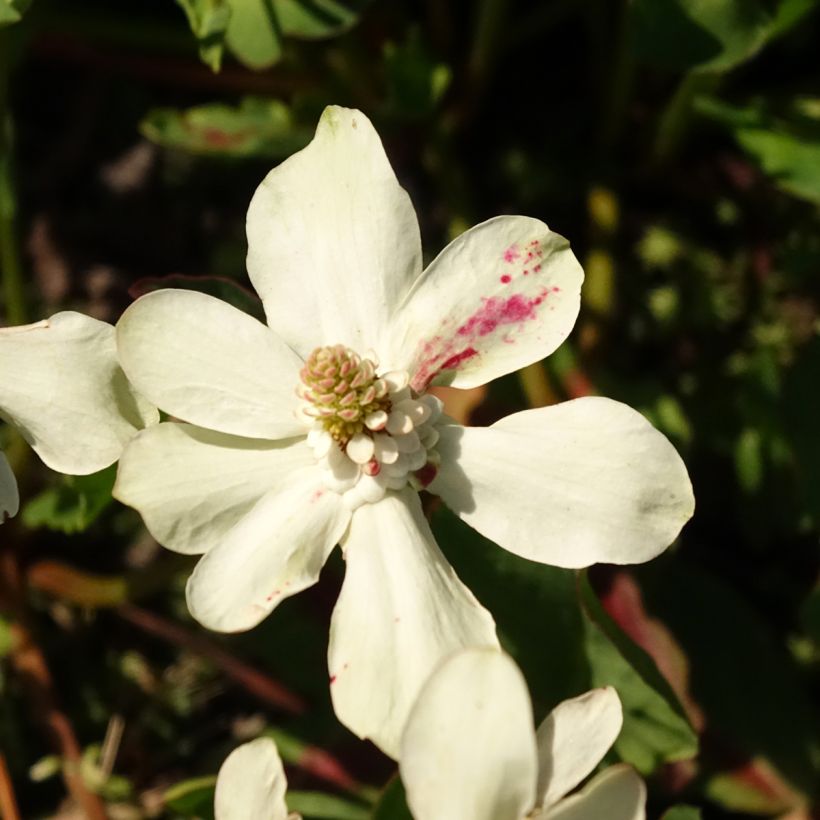 Anemopsis californica - Anémopsis de Californie (Flowering)