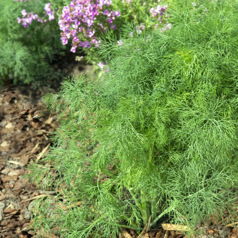 Aneth Hedger - Graines (Foliage)