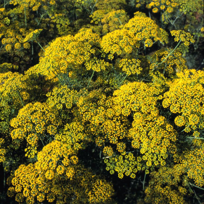 Aneth Hedger - Graines (Flowering)