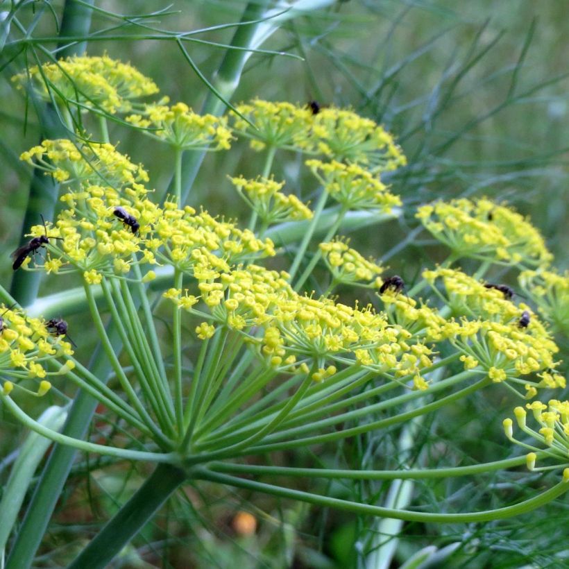 Aneth Bio - Anethum graveolens en plants (Flowering)