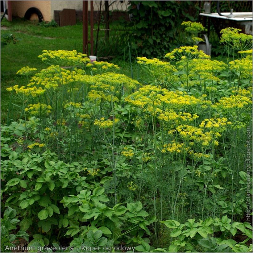 Aneth Bio - Anethum graveolens en plants (Plant habit)