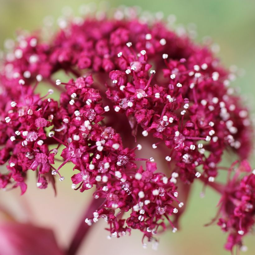 Angelica gigas - Angélique rouge (Flowering)