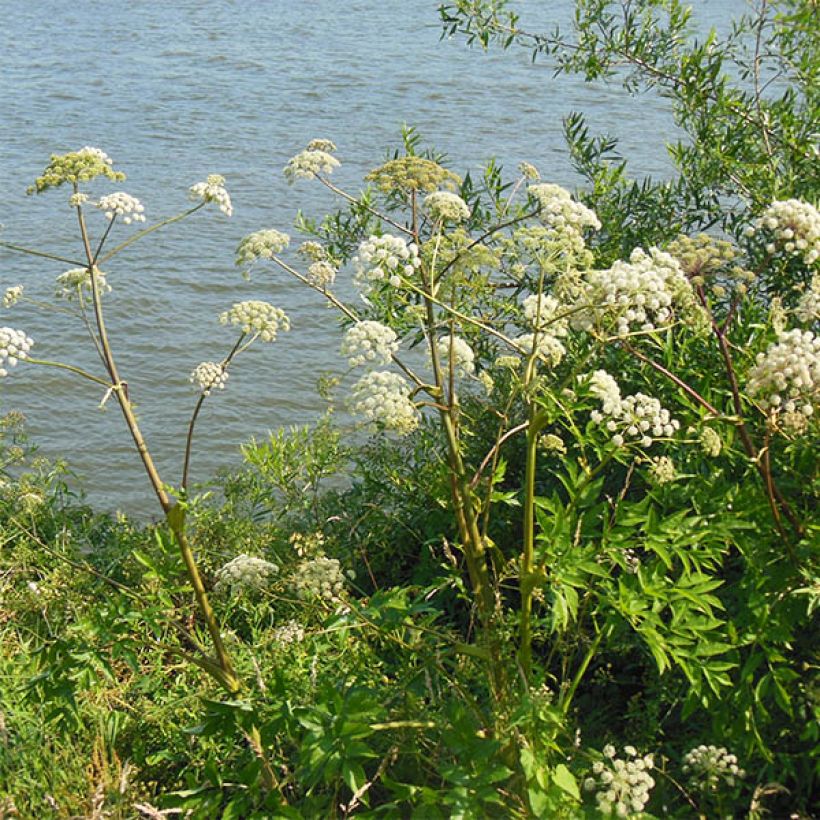 Angélique, Angelica heterocarpa (Plant habit)