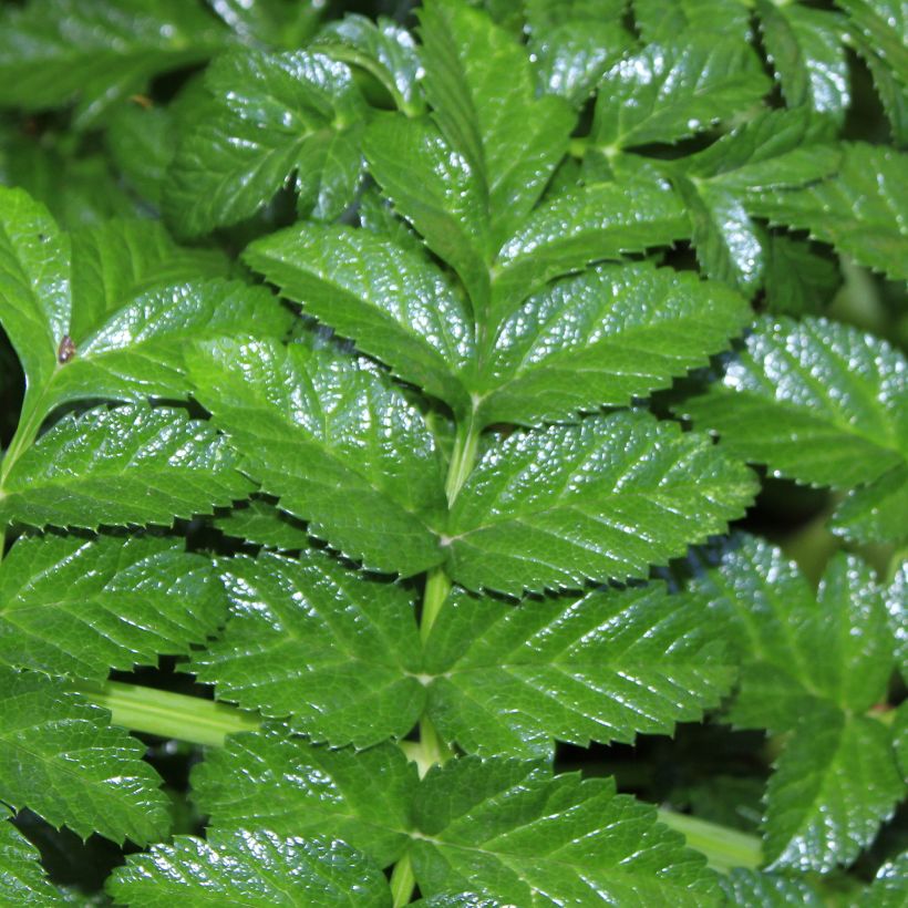 Angelique, Angelica pachycarpa (Foliage)