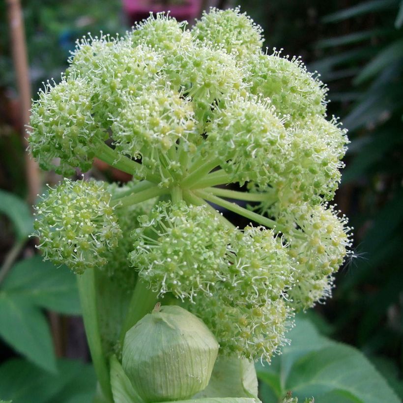 Angélique, Angelica taiwaniana (Flowering)