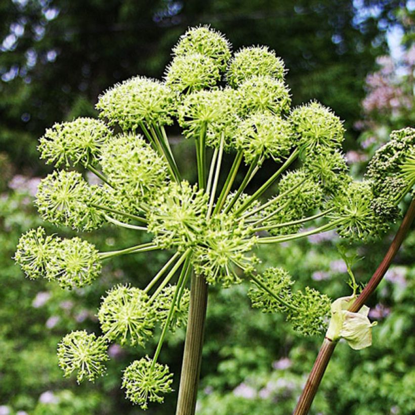Angélique officinale - Angelica archangelica (Flowering)