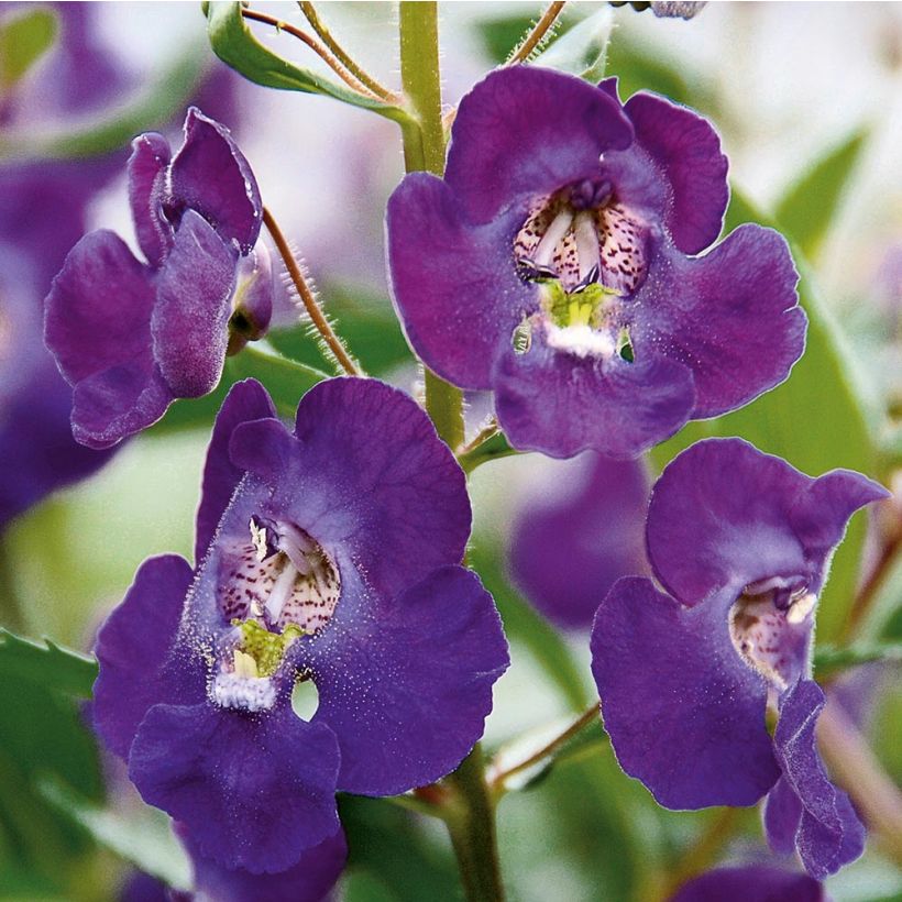 Angélonia Angelface Blue Mini-mottes (Flowering)