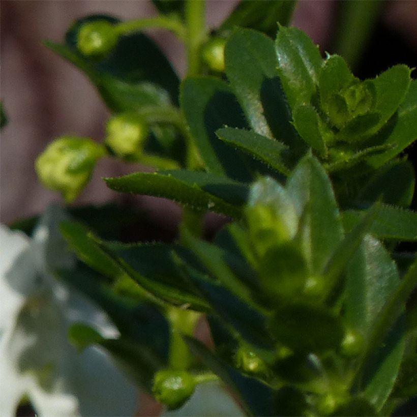 Angélonia Angelface Carrara White (Foliage)