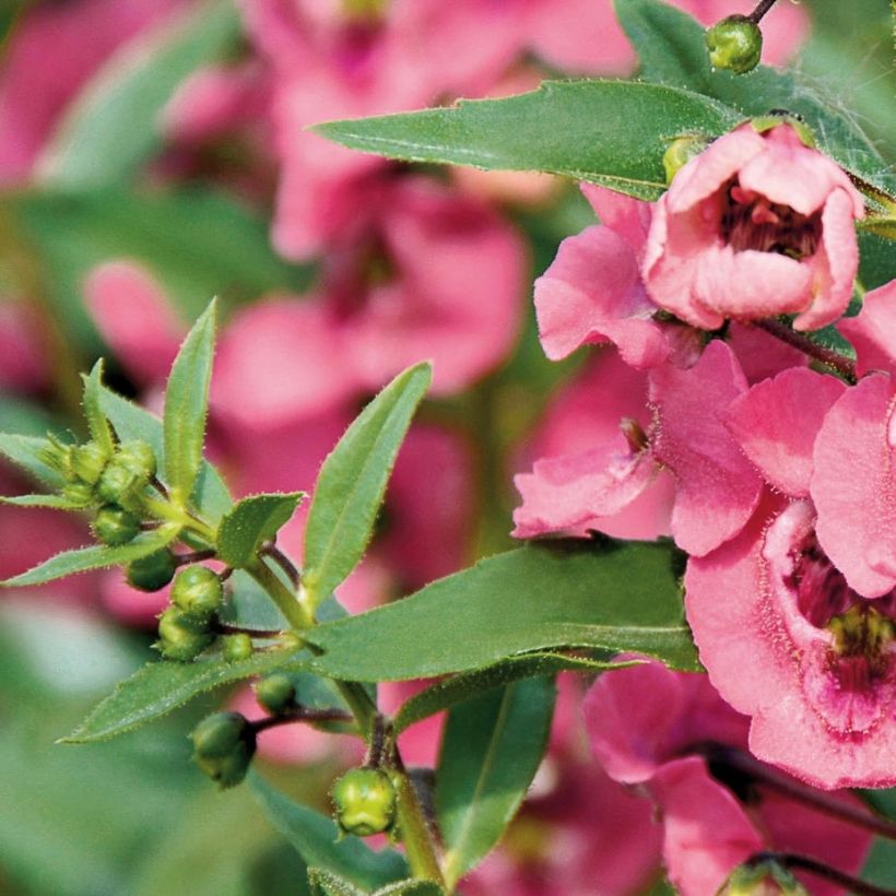 Angélonia Angelface Pink Mini-mottes (Foliage)