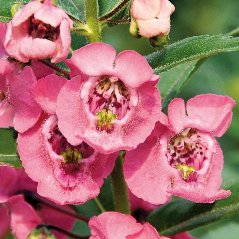 Angélonia Angelface Pink Mini-mottes (Flowering)