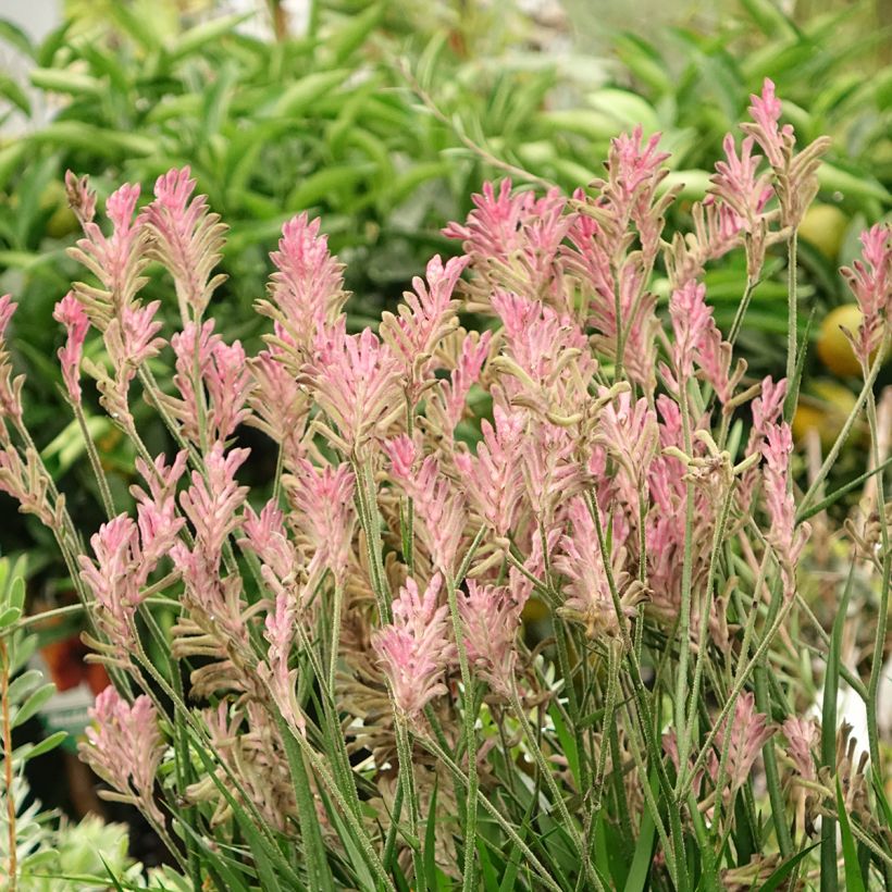 Anigozanthos Bush Pearl (Plant habit)