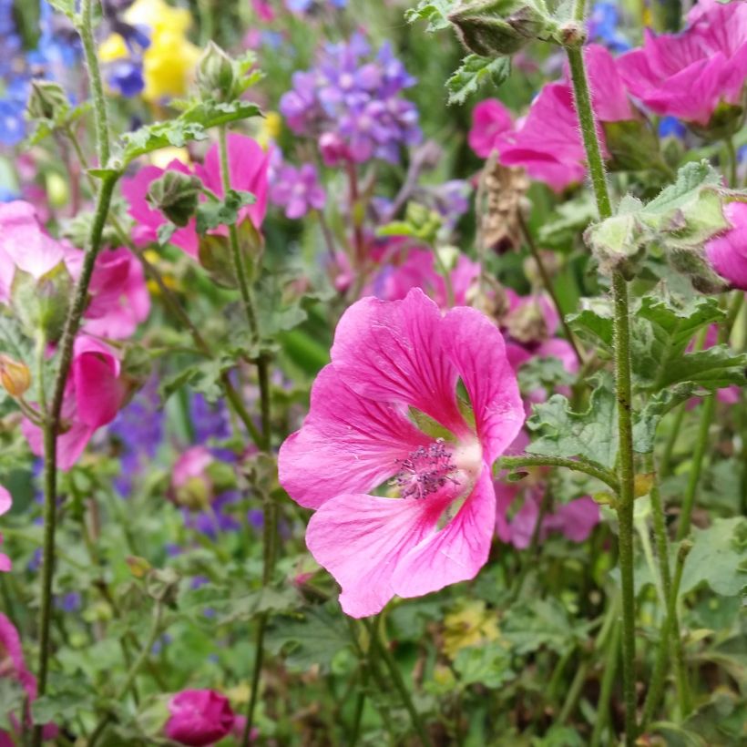 Anisodontea capensis El Rayo - Mauve arbustive du Cap (Flowering)