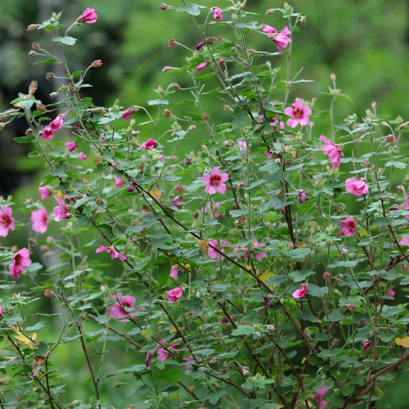 Anisodontea capensis El Rayo - Mauve arbustive du Cap (Plant habit)