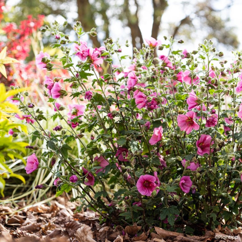 Anisodontea Carnival Lights Celebration - Mauve du Cap (Plant habit)