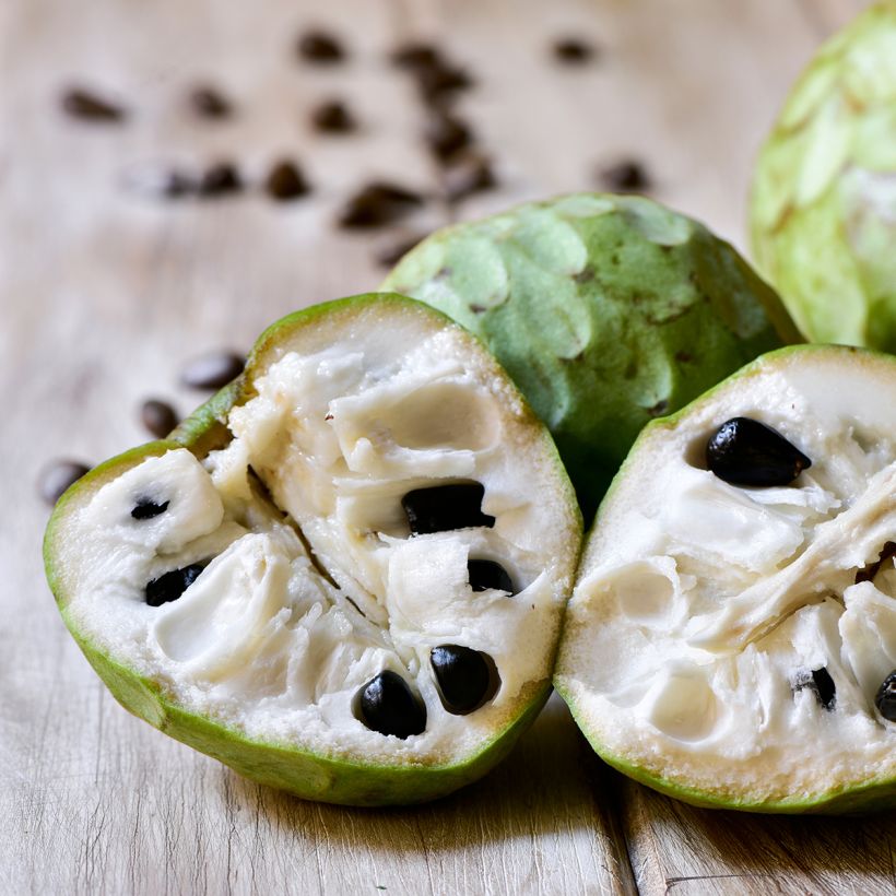 Annona cherimola - Chérimolier (Harvest)