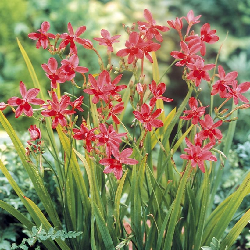 Anomatheca laxa - Freesia ou Lapeirousia (Plant habit)