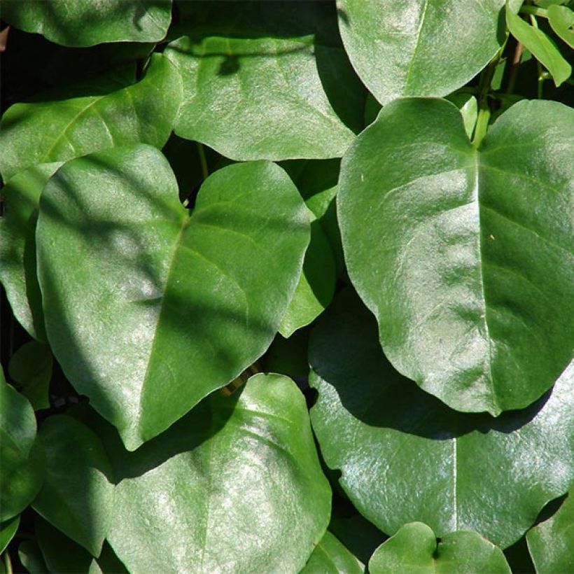 Anredera cordifolia - Liane de Madère (Foliage)