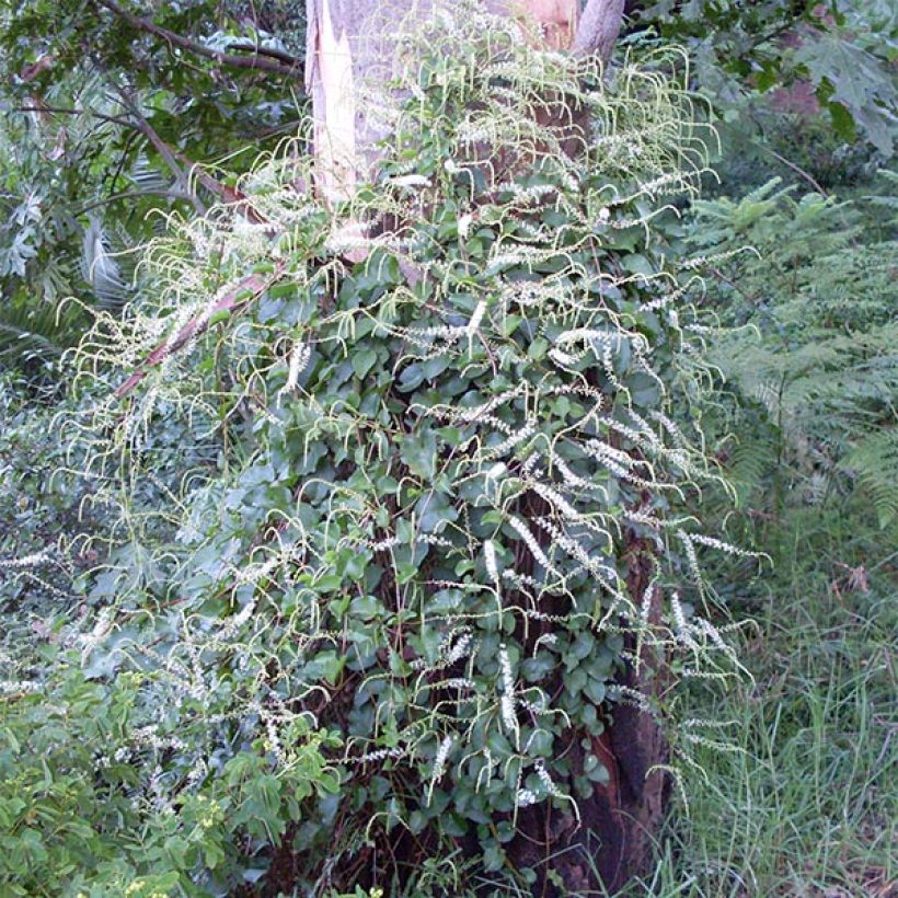 Anredera cordifolia - Liane de Madère (Plant habit)