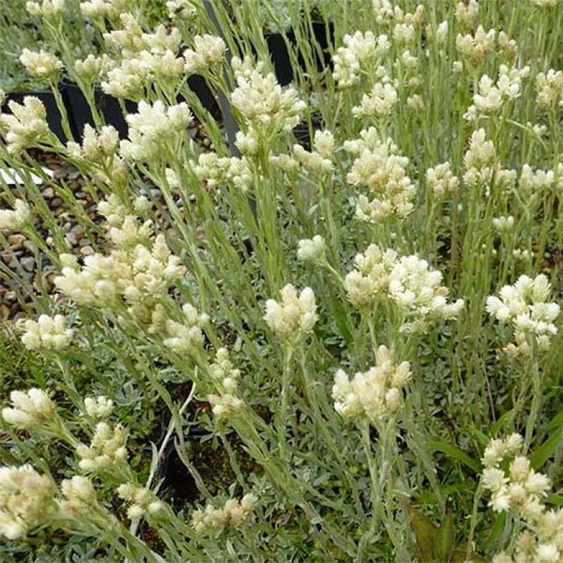 Antennaria dioica Borealis - Pied de Cha (Plant habit)